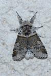 Furcula furcula