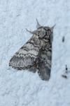 Drymonia ruficornis