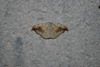 Drepana falcataria