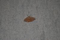 Watsonalla binaria/uncinula