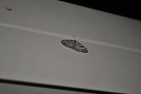 Pterapherapteryx sexalata