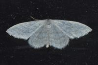 Idaea subsericeata
