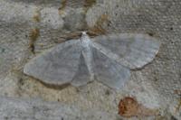 Asthena albulata