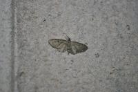 Eupithecia virgaureata
