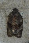 Syndemis musculana