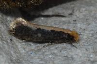 Monopis crocicapitella