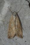 Parapoynx stratiotata