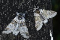 Furcula bifida