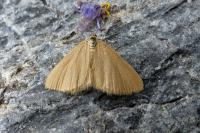 Minoa murinata