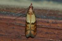 Plodia interpunctella