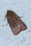 Spudaea ruticilla