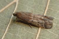 Ephestia