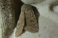 Orthosia cruda