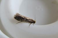 Monopis crocicapitella