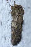Peridea anceps