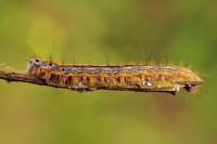 Malacosoma neustria