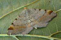 Macaria liturata