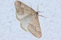 Phigaliohybernia marginaria