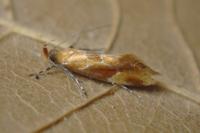 Epicallima formosella