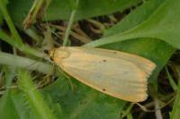 Cybosia mesomella