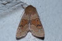 Orthosia miniosa