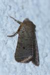 Spudaea ruticilla