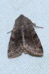 Orthosia incerta