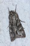 Xylocampa areola
