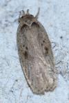Agonopterix yeatiana