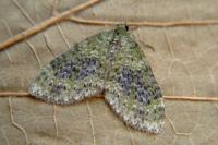 Acasis viretata