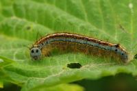 Malacosoma neustria