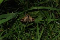 Clostera curtula