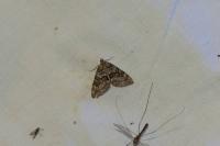 Thera britannica/obeliscata/variata