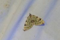Colostygia pectinataria