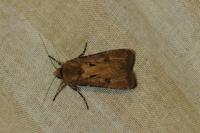 Agrotis exclamationis