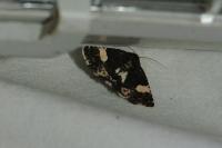 Tyta luctuosa