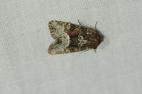 Oligia strigilis