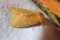 Orthosia cruda