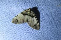Anticlea derivata