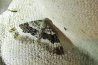 Epirrhoe alternata