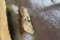 Orthosia gothica