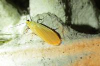 Wittia sororcula