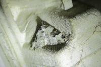 Xanthorhoe fluctuata