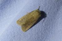 Orthosia cruda
