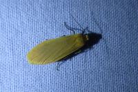 Wittia sororcula