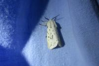 Spilosoma lubricipeda