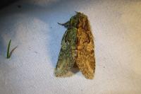 Peridea anceps