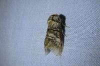 Drymonia ruficornis