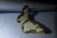 Lomaspilis marginata