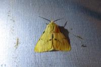 Spilarctia lutea